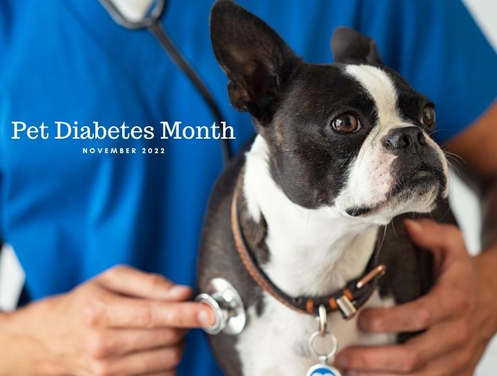Pet Diabetes Month North Austin Animal Hospital